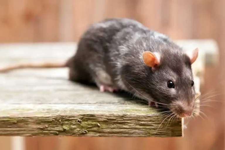 Your Complete Guide to Trusted Pest Control in Sahiwal