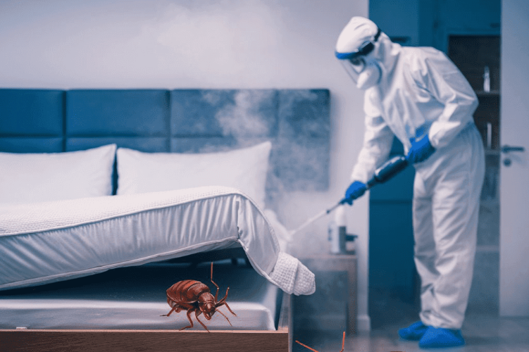 Looking for Fast Pest Control? Here’s What You Need to Know